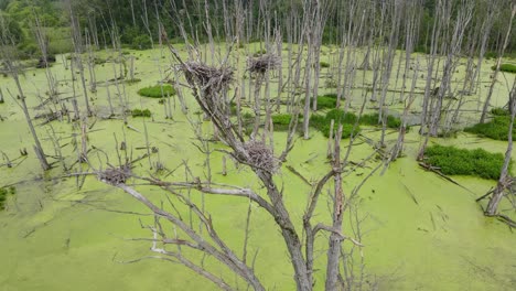 nidos de garza azul en un árbol en un pantano sucio