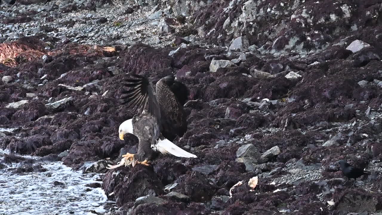 un águila calva se aferra a su harina de cangrejo, desalentando activamente a los cuervos de acercarse a la costa de columbia británica.