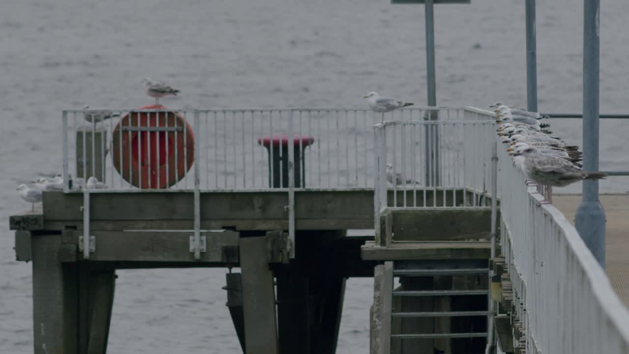 Wildlife Scene Of Sea Gulls Perching On Pier