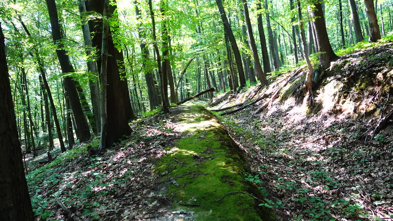 Shooting in the summer forest