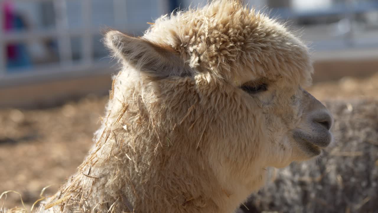 retrato de una alpaca blanca masticando al aire libre en un campo agrícola, de cerca