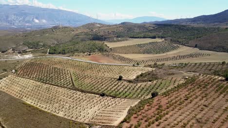 Vista-Aérea-De-Los-Campos-De-Olivo-En-España