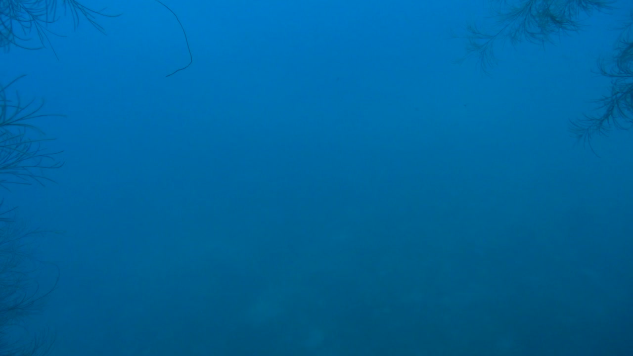 bianca c 난파선의 활 해치를 통해