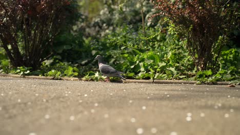 low angle shot of a pigeon is walking in the forest