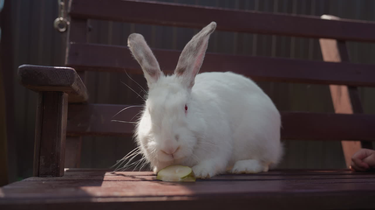 Child Shares Treat, Young Child And Playful Rabbit, Exploring Child Offers Snack During Fun With Cheerful Rabbit, Young Explorer Shares Snack While Playing Happily With Energetic Rabbit