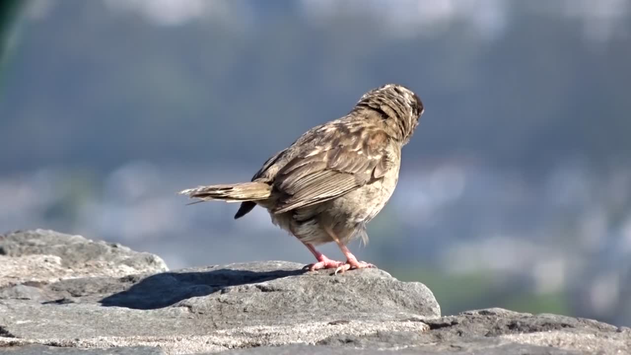 passer domesticus house sparrow descansaba sobre una roca contemplando la ciudad bajo el cálido sol