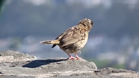 passer domesticus house sparrow rested on a rock gazing over the city under the warm sun