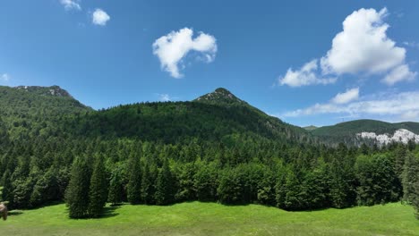 mountainous landscape with lush forest