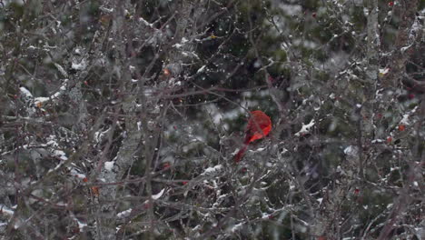 bright red cardinal sitting and moving in tree in winter