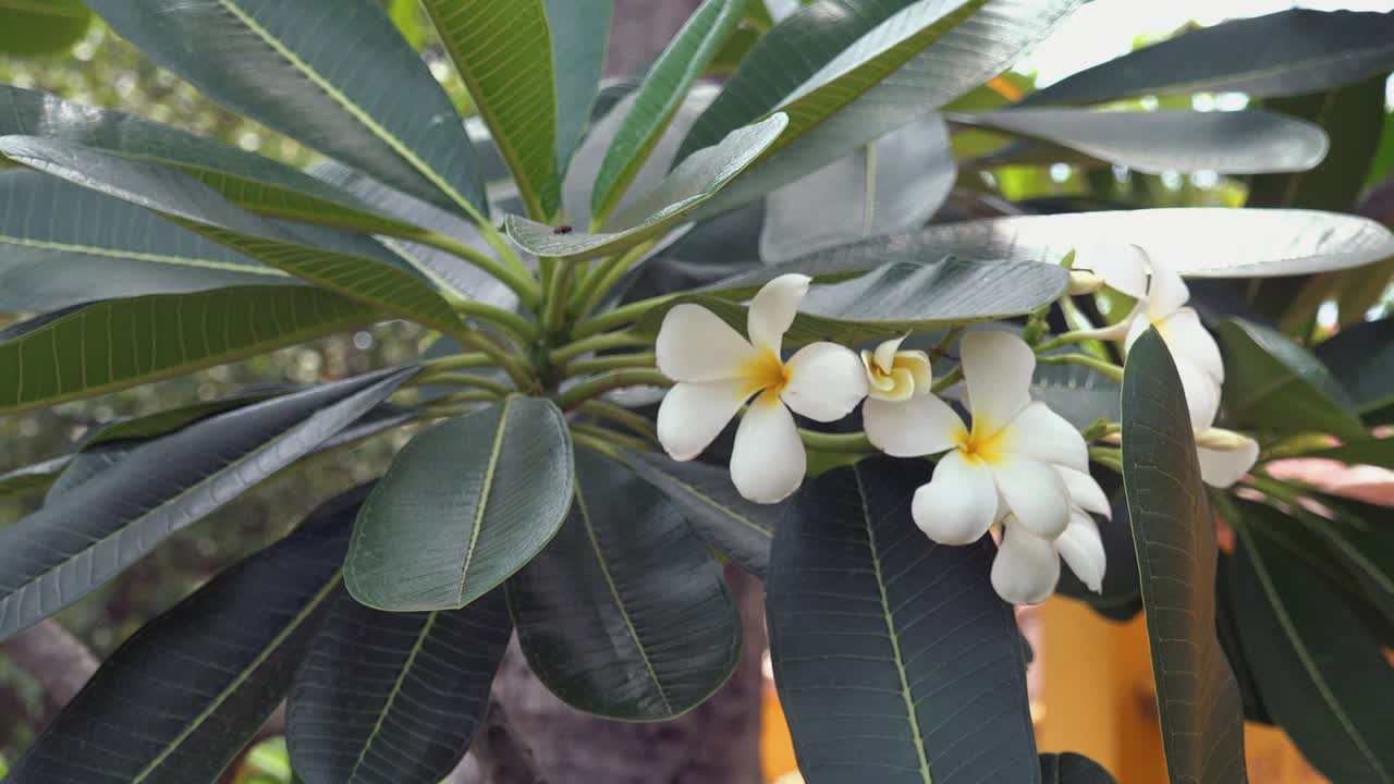 hermosa planta tropical moviéndose suavemente con la brisa