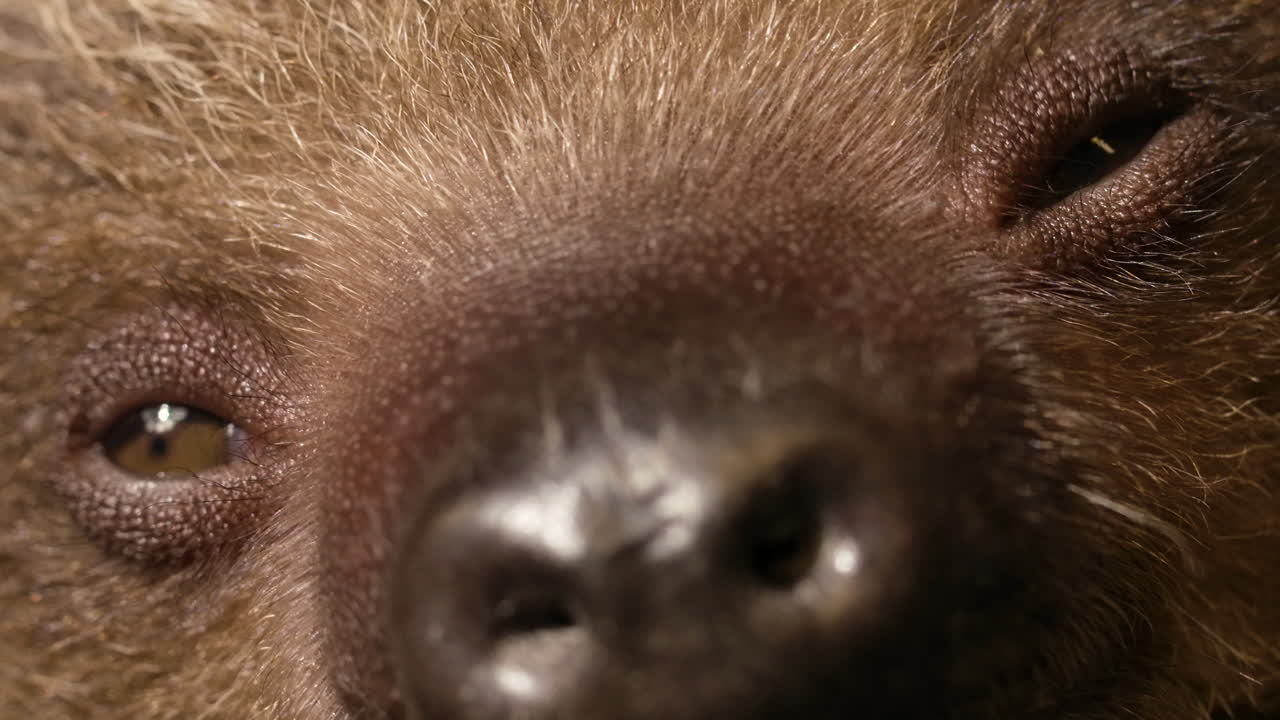 아기 나무늘보의 얼굴과 눈의 매크로를 닫으세요