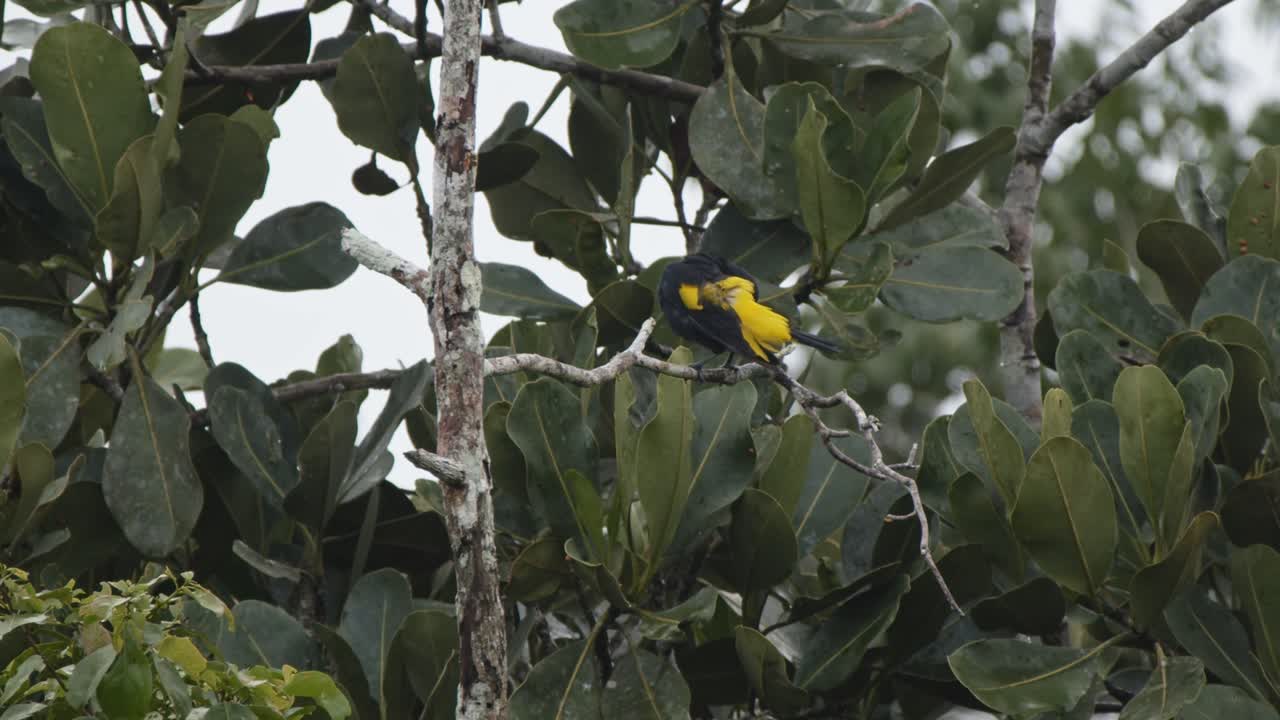 Yellow and Black Bird Perched on a Branch in a Tropical Forest