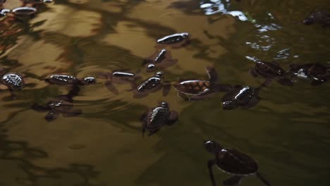 Baby-turtles-in-reflecting-warm-light-water