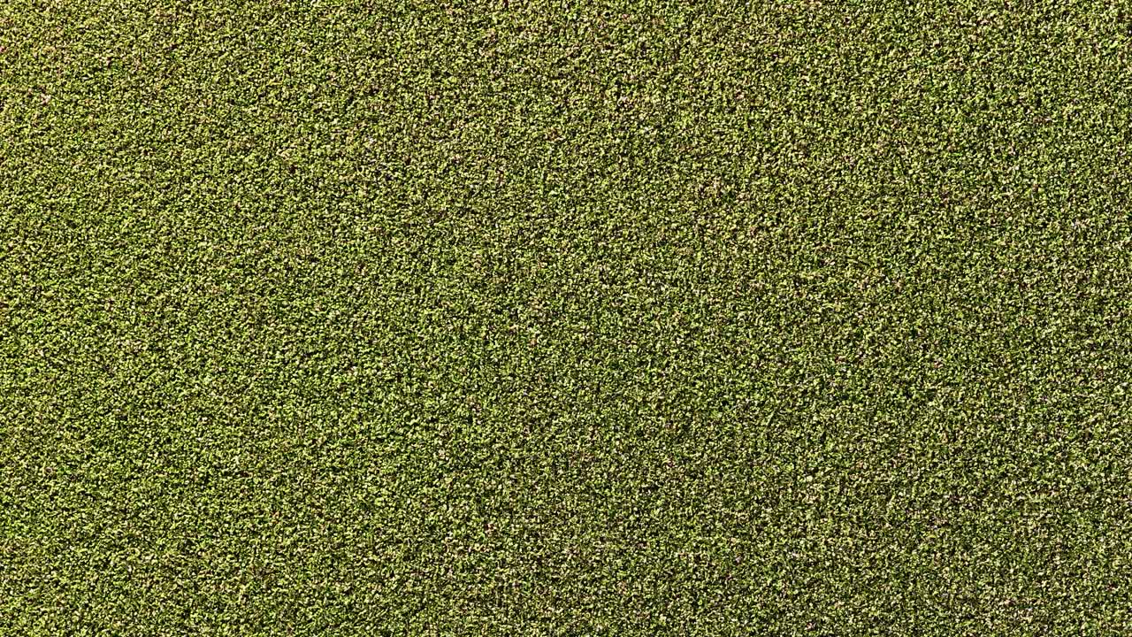 Foto dall'alto di Lemna minor che crea una fitta texture verde sull'acqua ferma