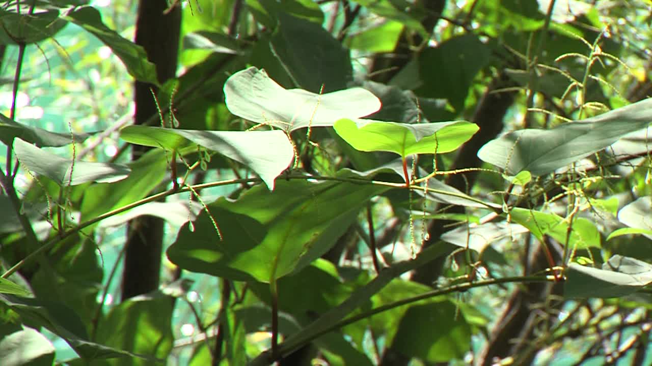 primer plano de la nudillo japonés moviéndose suavemente en el viento, el río en el fondo, soleado