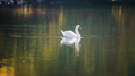 elegant white swan grooming, cleaning feathers on the lake