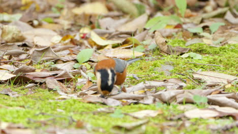 varied tit bird holding seed or nut in beak and takes wing from ground in autumn park