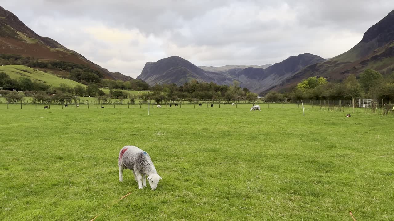 Cute lamb grazing in a field at Buttermere with mountains in the background as the sun sets - Lake District, UK