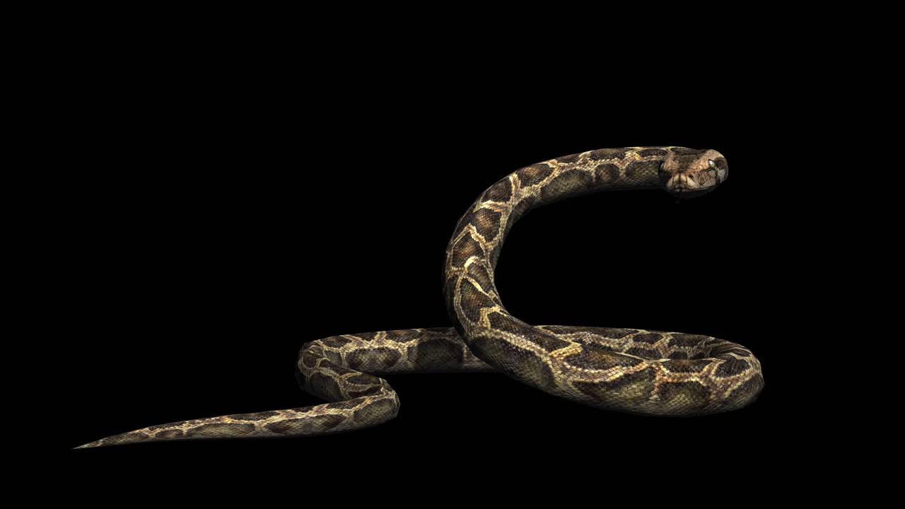 A Snake Python Standing Idle On Black Background With Alpha Channel ...