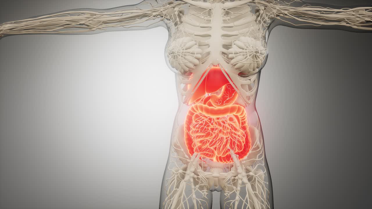 partes y funciones del sistema digestivo humano
