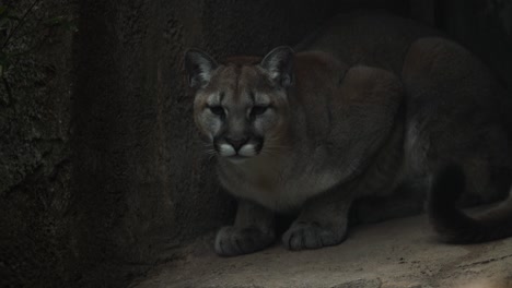 a cougar rests in a shaded, rocky environment.