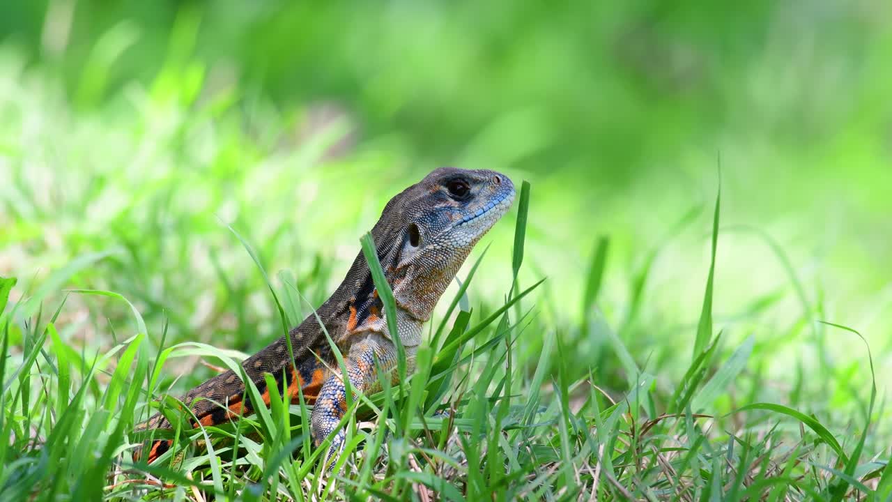 ящерица-бабочка, leiolepis belliana, на море зеленой травы недалеко от своей норы в ожидании насекомого, пролетающего мимо для еды