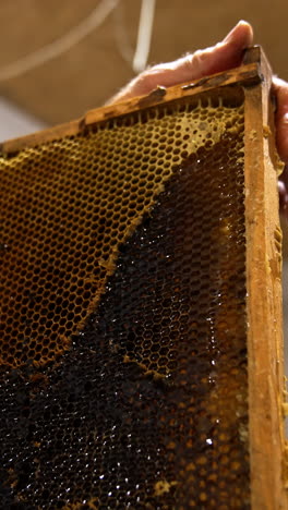 Apiculturist holding a frame full of honey. Beekeeper uncovers the sealed cells for honey extraction in centrifuge machine. Close up. Low angle view. Vertical video