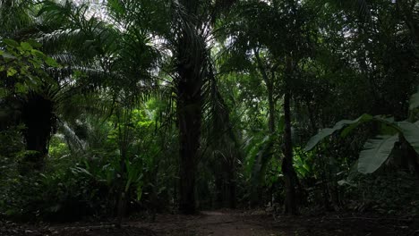 Reisende-Frau,-Die-Durch-Den-Tropischen-Regendschungelwald-Geht