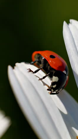 ladybug on a daisy
