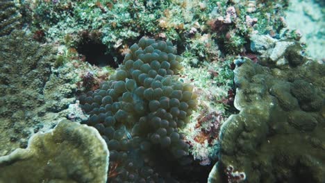 el coral suave y la anémona pulsan bajo el agua mientras la luz del sol baila en las rocas