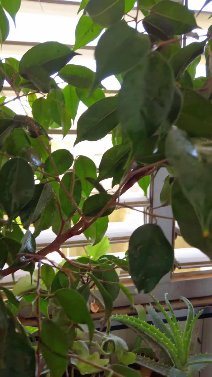 Una pianta con foglie verdi è seduta su un tavolo