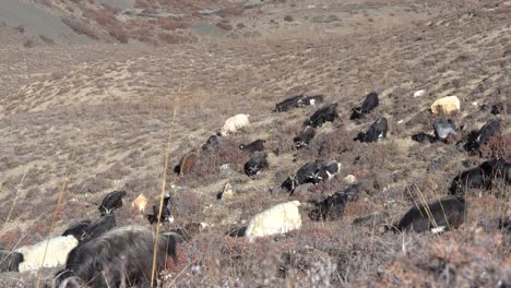 cabras montesas pastando en una ladera en nepal