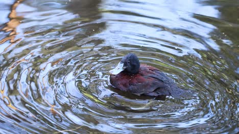 un pato nadando en un estanque