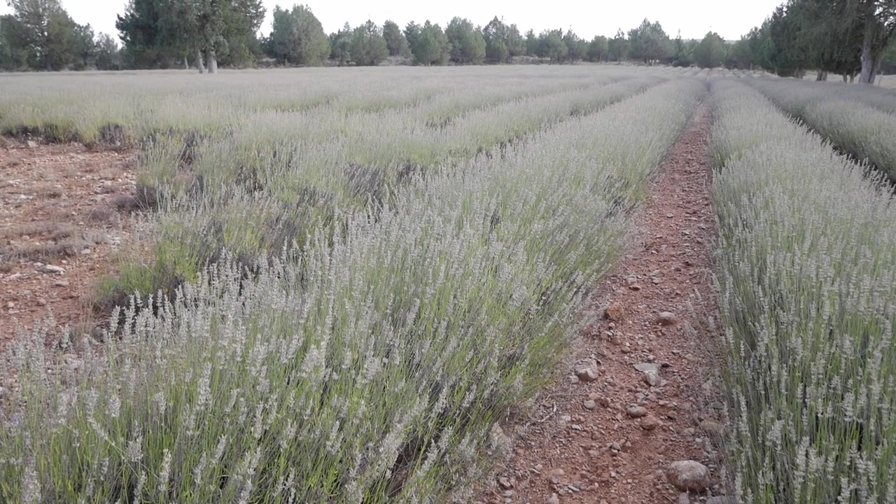 Dirt path runs through rows of blooming lavender plants in a rural outdoor field setting