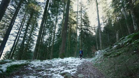 a solitary lone hiker works her way through the vosges forest winter trails