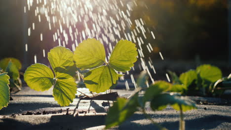 los brotes de fresa riegan los chorros de agua al sol poniente