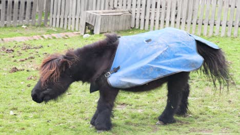 poni sacudiendo el agua en un entorno de granja