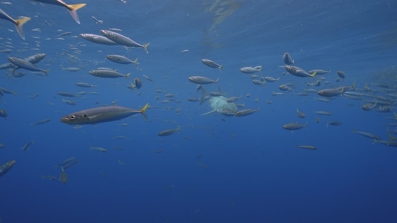 toma en cámara lenta de un gran tiburón blanco, carcharodon carcharias se acerca lentamente en aguas claras de la isla guadalupe, méxico