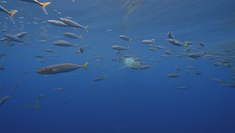 Toma-En-Cámara-Lenta-De-Un-Gran-Tiburón-Blanco,-Carcharodon-Carcharias-Se-Acerca-Lentamente-En-Aguas-Claras-De-La-Isla-Guadalupe,-México