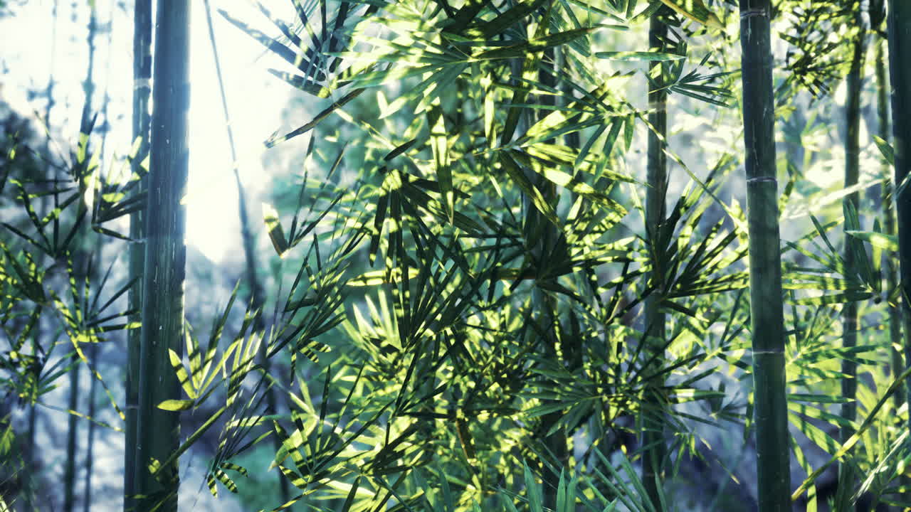 Bright sunlight filters through vibrant green bamboo leaves in a lush forest