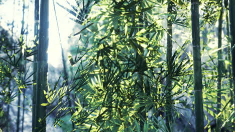 bright sunlight filters through vibrant green bamboo leaves in a lush forest