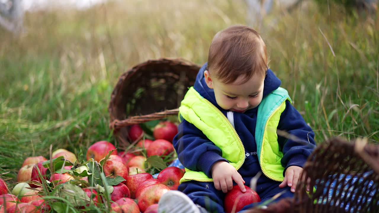 Beautiful smiling kid sitting on the grass with apples around. Adorable kid laughs sweetly and looks at the red apple with interest. Blurred nature at backdrop.