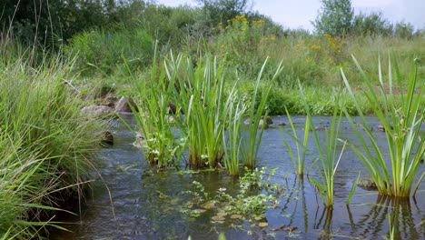 lush green plants in a flowing stream
