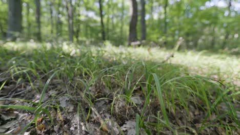 Herbstlicher-Waldspaziergang-In-Europa,-Niedrige-Perspektive