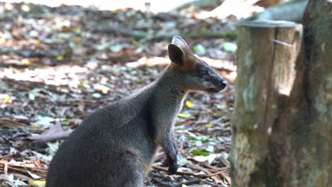 Lindo-Wallaby-De-Cuello-Rojo,-Wallaby-De-Bennett