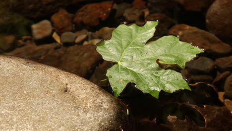 Ein-Grünes-Blatt-Schwimmt-Auf-Der-Oberfläche-Eines-Kleinen-Teiches