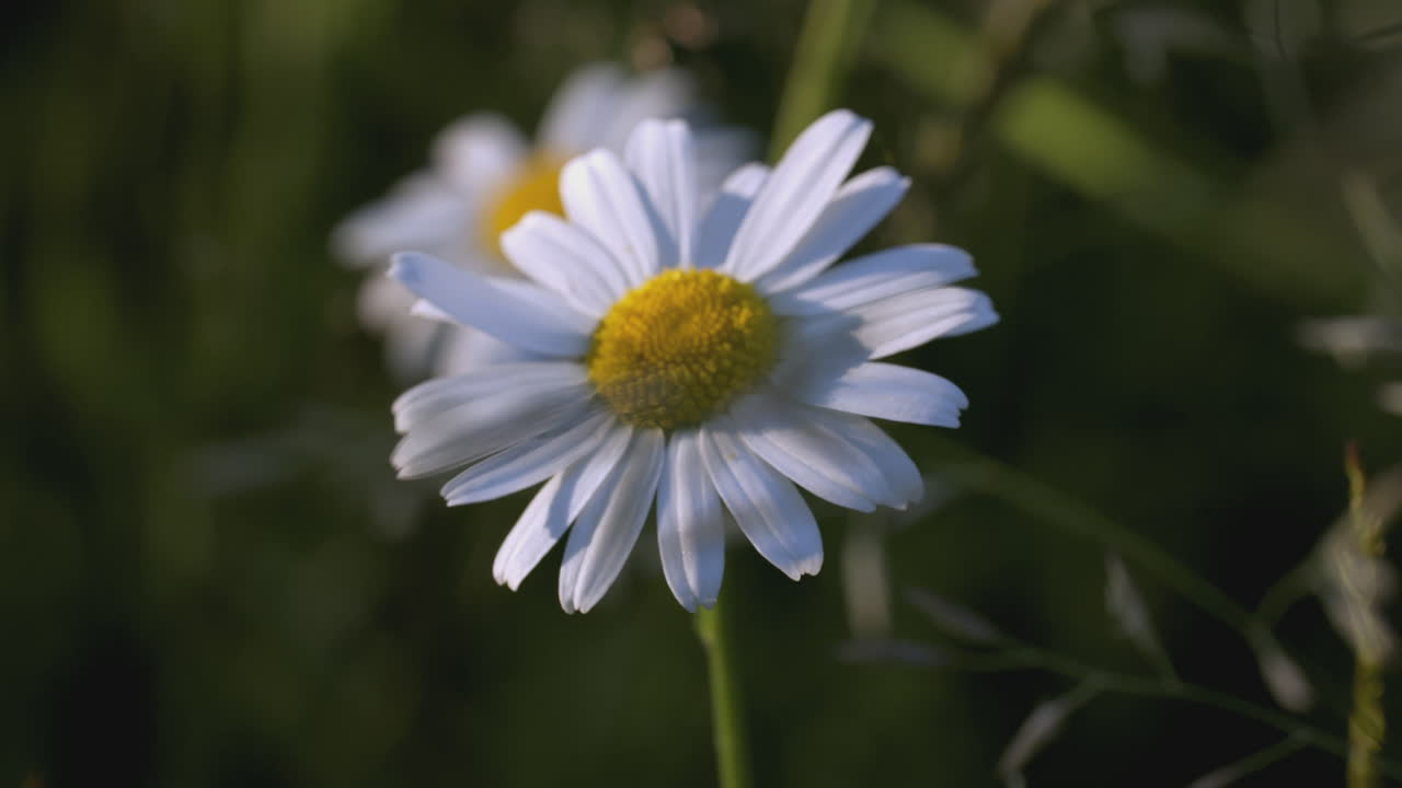 White Daisy in a Field