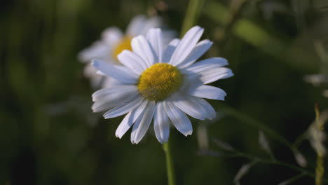 margarita blanca en un campo