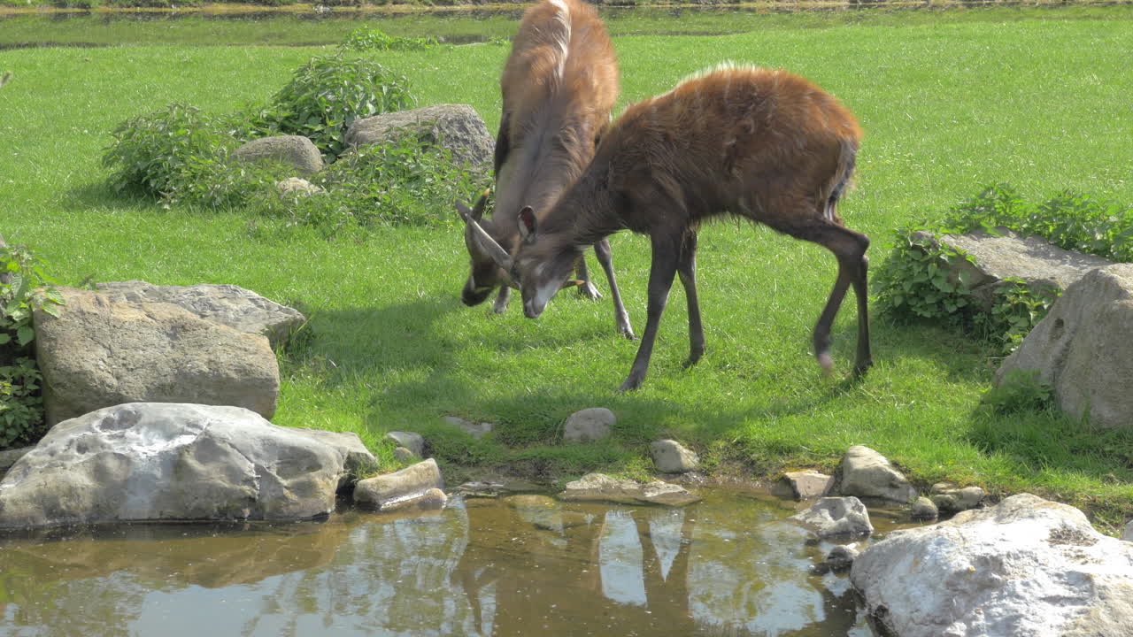 Sitatunga butting horns