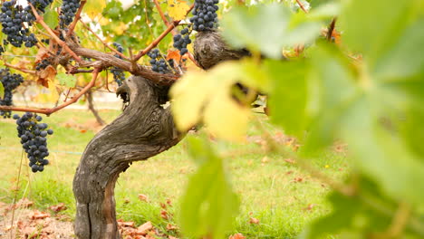 Enthüllt-Trauben-In-Einem-Weinberg